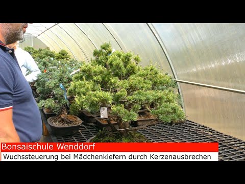Mädchenkieferbonsai - Wuchssteuerung durch Kerzenausbrechen