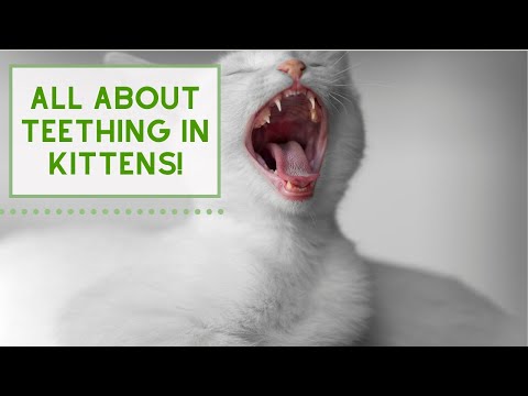 All About TEETHING in Kittens!