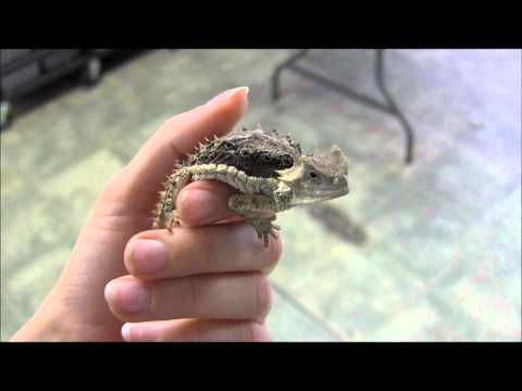 download lagu mp3 mp4 Horny Toad For Sale, download lagu Horny Toad For Sale gratis, unduh video klip Horny Toad For Sale