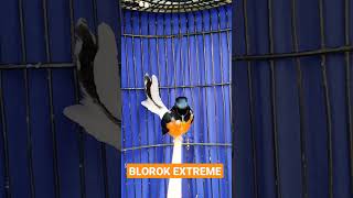 Download lagu Murai Batu Blorok Extrem Gacor | Murai Batu Gacor Gaya Tarung Sujud mp3