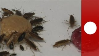 Cockroaches set for bitter end - science