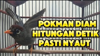 Download lagu PANCINGAN AMPUH POKSAY MANDARIN POKMAN SUSAH BUNYI HITUNGAN DETIK PASTI NYAUT mp3
