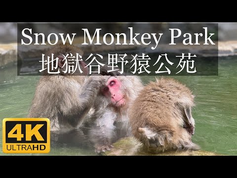 [4K] Snow Monkey Park 地獄谷野猿公苑, Monkey Hot Spring OnSen, Travel Walk in Nagano, Japan in 4K Video