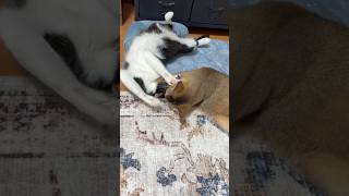 愛を伝えたい猫 #shorts