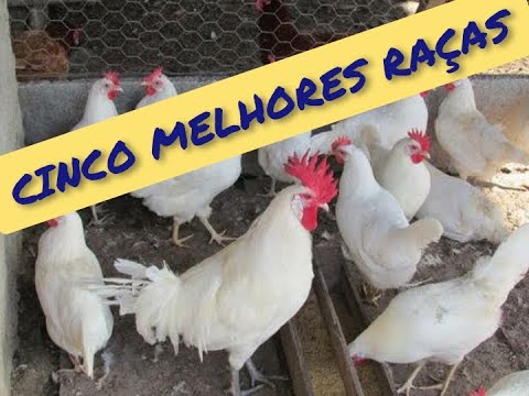 MELHORES POEDEIRAS DE RAÇA PURA