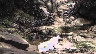 Coil, "The Sea Priestess"