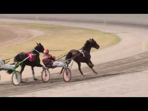 FAIRFIELD - 13/06/2016 - Race 2 - SHIRLEY WATTS REMEMBRANCE TROT