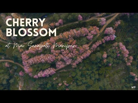 Cherry blossom  at  Mao | Manipur |  cinematic vlog | 2021