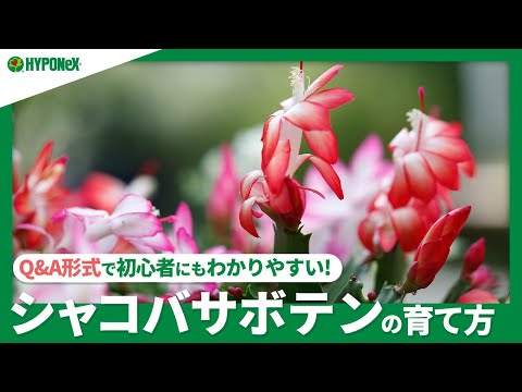 サボテンに花を咲かせる: これが仕組みです! トピックス