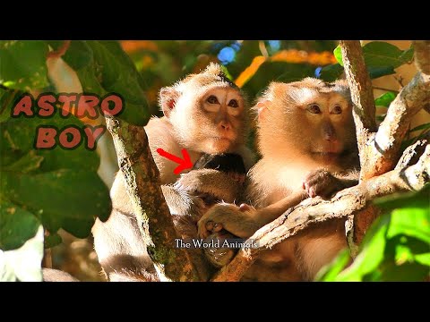 Baby monkey nurses and rests with her mother in the tree | The World Animals