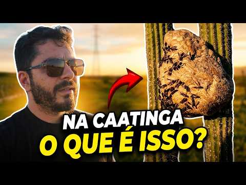 SAI PARA CAMINHAR PELA CAATINGA... E OLHA O QUE ENCONTREI
