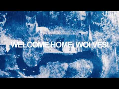 Return of the Wolf to Colorado | Cyanotype Animation by Edd Carr