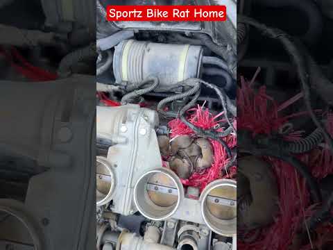 Sportz Bike Rat Home #shortsfeed #automobile #tecnician #mechanic #ytshorts #shorts