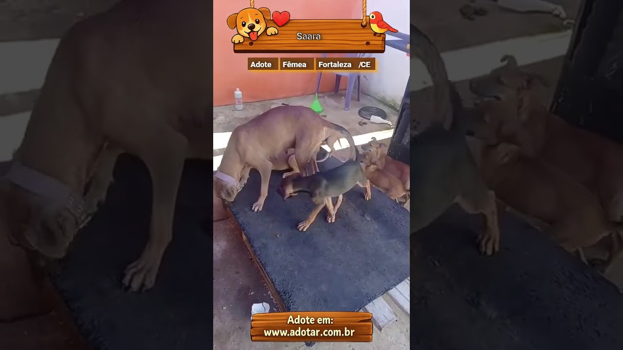 Cachorro raça SRD-ViraLata idade 2 a 6 meses nome Saara