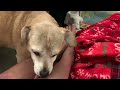Cute DOG FOX Licks MaMa’s Beautiful #Legs To Immediately Help #cutedog #lick #dogkisses