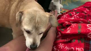 Cute DOG FOX Licks MaMa’s Beautiful #Legs To Imm