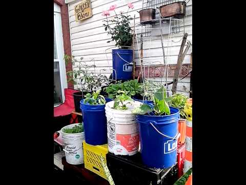 Creating my garden as a trophy afer 4 years in homelessness 2010   2014