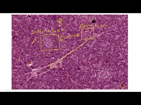 HSCI 4590 Histology- Pancreas