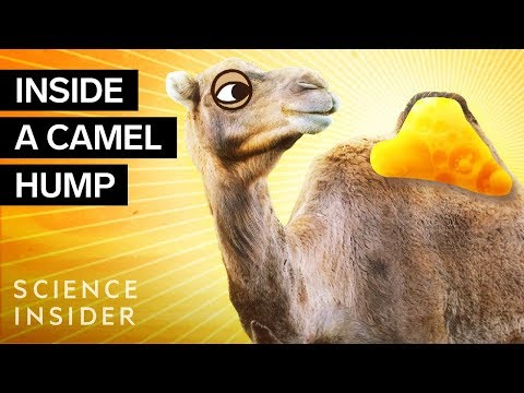 , title : 'What's Inside A Camel Hump?'