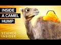 What's Inside A Camel Hump? - Insider Science What's Inside A Camel Hump?