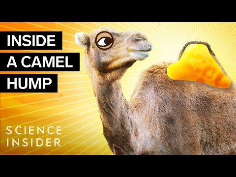 ラクダのこぶの中には何が入っているのか？ (What's Inside A Camel Hump?)