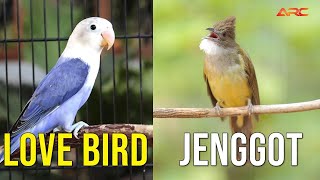 Download lagu MASTERAN CUCAK JENGGOT VS LOVEBIRD mp3 Download lagu MASTERAN CUCAK JENGGOT VS LOVEBIRD mp3