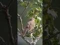 In SENĆOŦEN, this bird is named after the song it sings