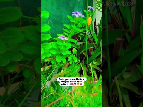 #flowers #love #garden #nature 🌺🌹💐🥰🥰❤️❤️