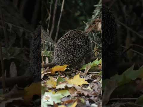 Igel & Mähroboter: Lebensrettende Einstellungen für deinen Garten