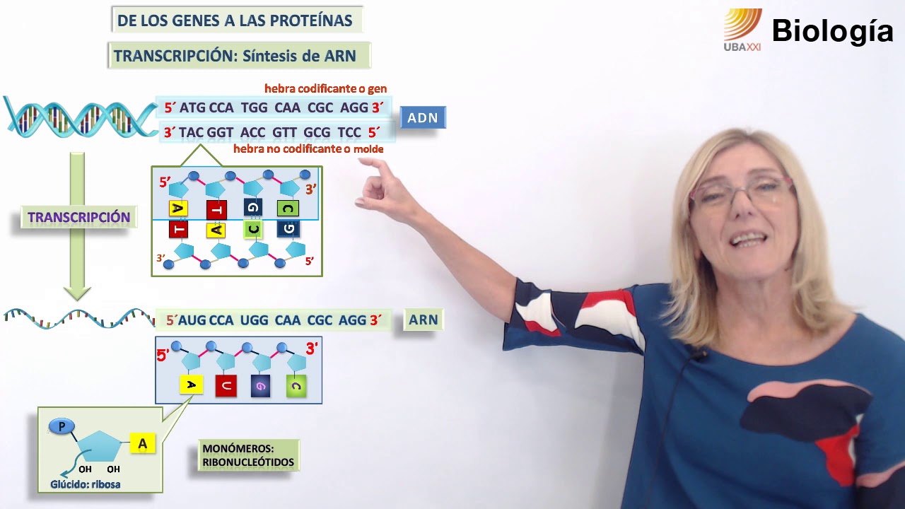 44.Biología.Transcripción: Síntesis de ARN
