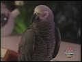 Sesame Street Kuka Shows 2 English Spanish