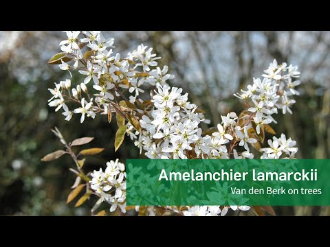 Amelanchier lamarckii - Van den Berk on Trees