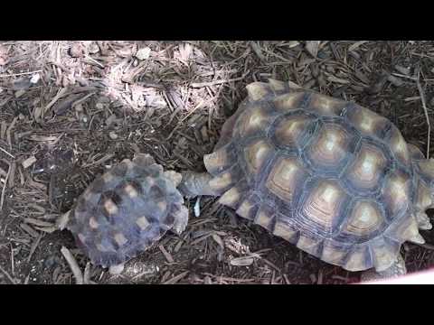 TURTLE FIGHT AT SNAKE FARM ZOO
