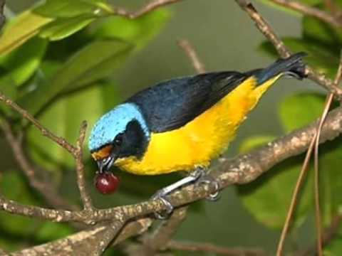 Amarte solo a ti Señor →  Hans  Erik  Schei  ( Hes Schei )