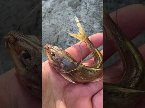 ¡PESCA INCREÍBLE en Ibicuy! 🎣 Acampamos en La Boca del Pavón