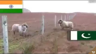 Download lagu Lihat yang Dilakukan Kambing Perbatasan Negara ini.!! Inilah Kelakuan² Hewan yang Bikin Harimu Indah mp3