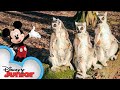Disney Animals In The Funhouse Mickey Mouse Funhouse Compilation Disneyjr​