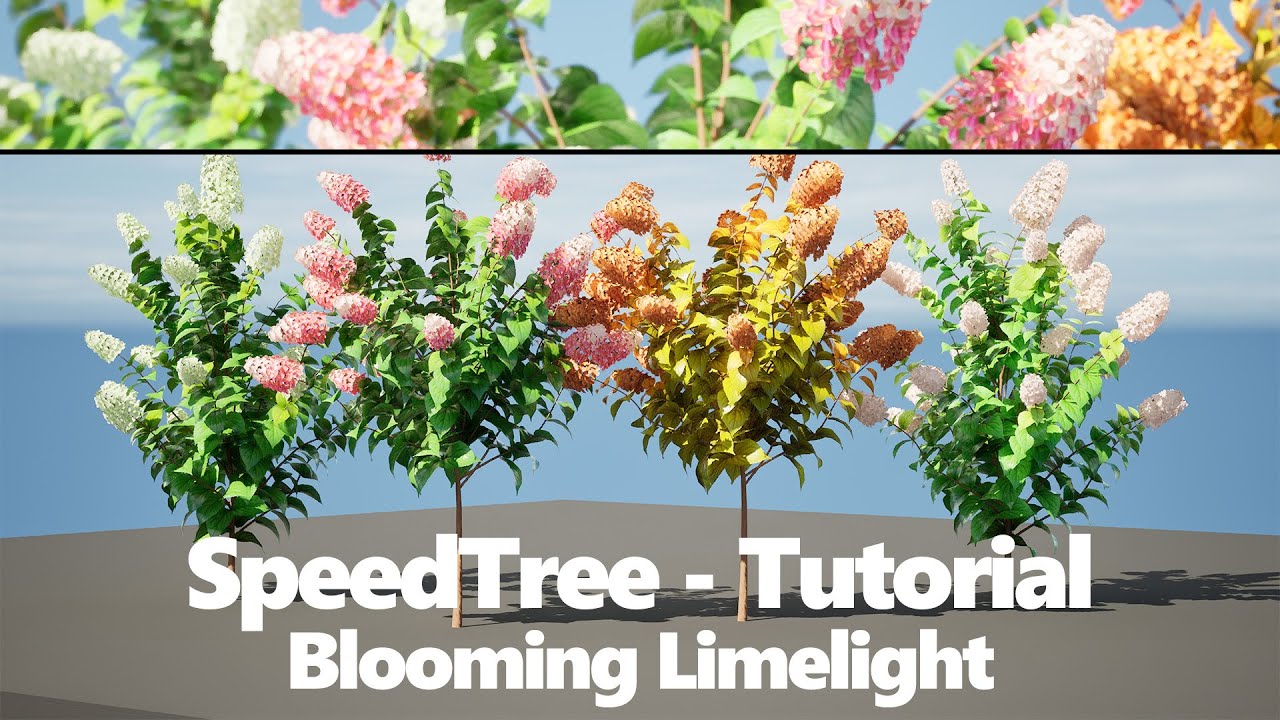 Blooming Limelight Hydrangea with Free 3D Model