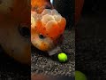 Gizmo chokes on sand, then eats pea