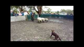 preview picture of video 'KELPIE FESTIVAL WELSHPOOL 2011 YOUNG KELPIES'