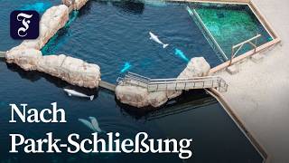 Kanadische Belugas finden neues Zuhause in Spanien und den USA
