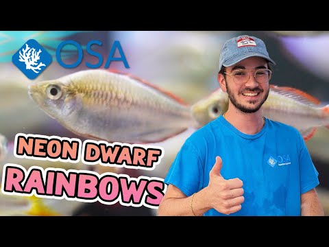 Amazing Neon Dwarf Rainbowfish!