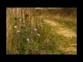 Einsame Blumen (Lonely Flowers) from 'Waldszenen Op.82' (Forest Scenes) by Schumann