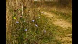 Einsame Blumen (Lonely Flowers) from 'Waldszenen Op.82' (Forest Scenes) by Schumann