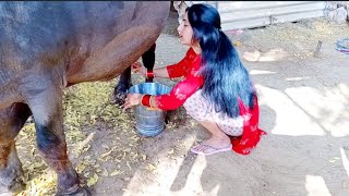 Milking video  jiyaaarya new video // buffalo Milk
