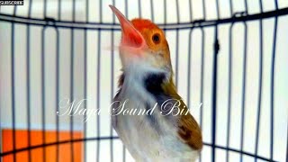 Download lagu Prenjak Gacor - Variasi Tembakan Pancingan Prenjak Lumut - Masteran Suara Pikat Prenjak Kepala Merah mp3 Download lagu Prenjak Gacor - Variasi Tembakan Pancingan Prenjak Lumut - Masteran Suara Pikat Prenjak Kepala Merah mp3