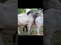 Cow Mating Animals Mating Shortvideo Shortsvideo Short
