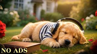 愛犬を落ち着かせるリラックス音楽🐶 24時間連続再生でストレスを優しく管理 | 心理的な安定をもたらす心地よいBGM🎵💖 お留守番中の分離不安を解消し、深い眠りへと誘う極上の癒しサウンド