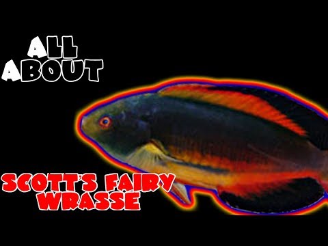 download lagu mp3 mp4 Scotts Fairy Wrasse, download lagu Scotts Fairy Wrasse gratis, unduh video klip Scotts Fairy Wrasse