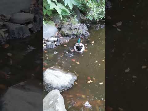 アヒルと野生のアヒルの好きな食べ物は何ですか?どれを避けるべきでしょうか?  庭園